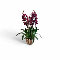 F23-CO3.MP-BU - Burgundy cymbidium orchid, 3 stems, in mossy flower pot