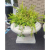 'Jacinth' Roman Style Reconstituted Stone Planter by Made Goods w/ Fern