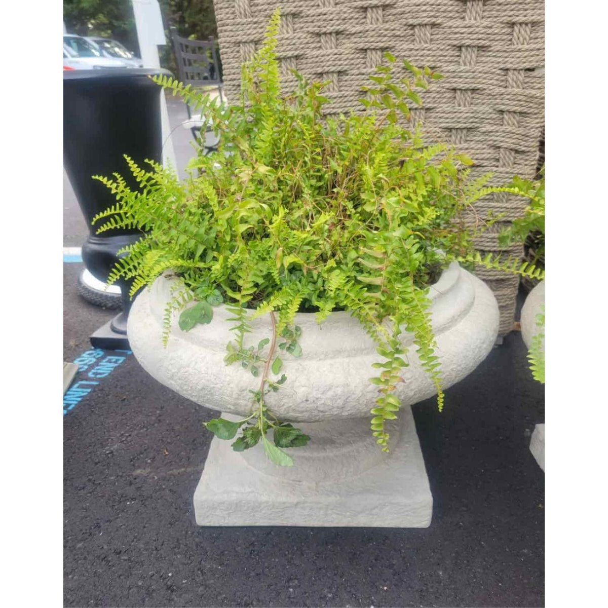 'Jacinth' Roman Style Reconstituted Stone Planter by Made Goods w/ Fern