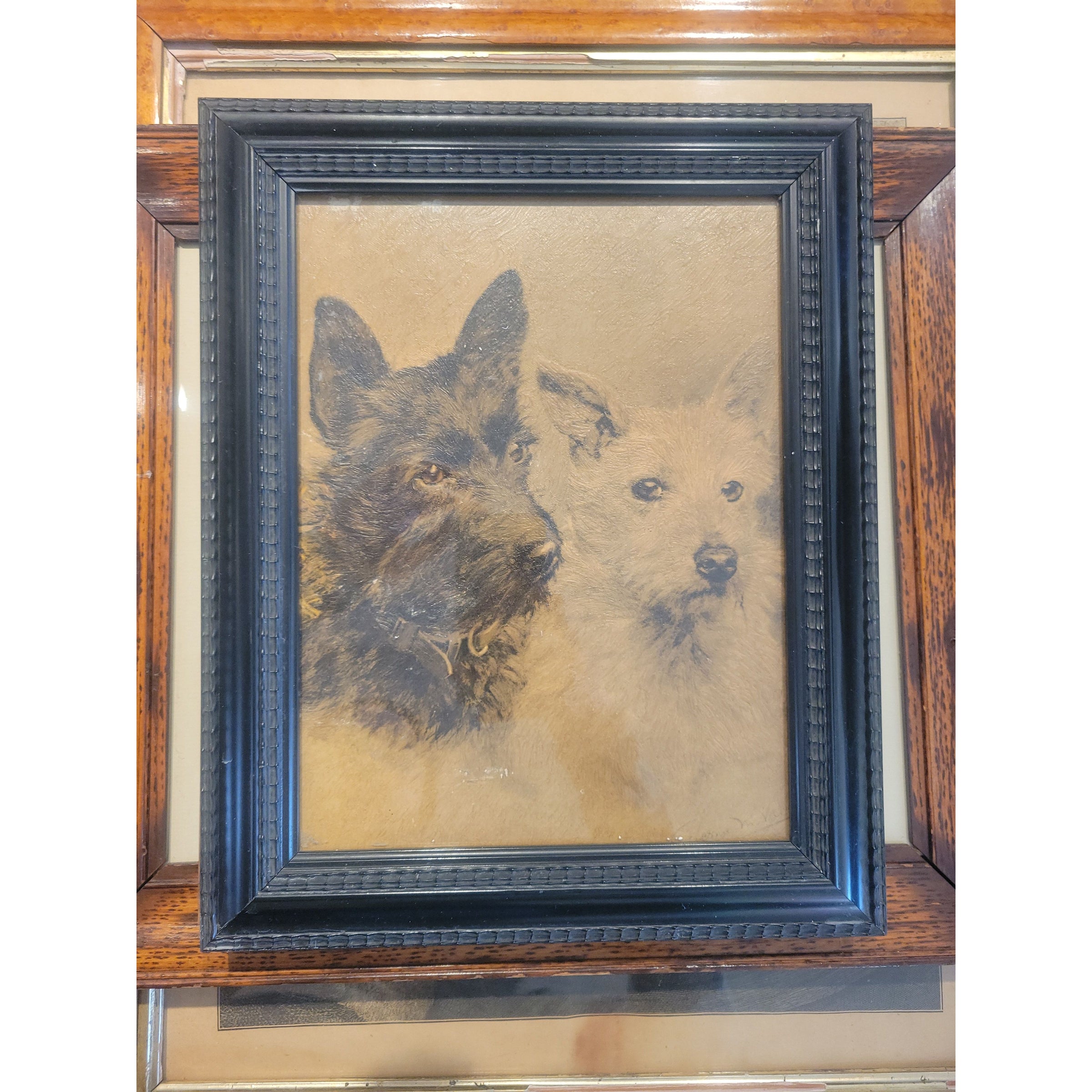 Vintage Scottish Terrier Print in Black Frame
