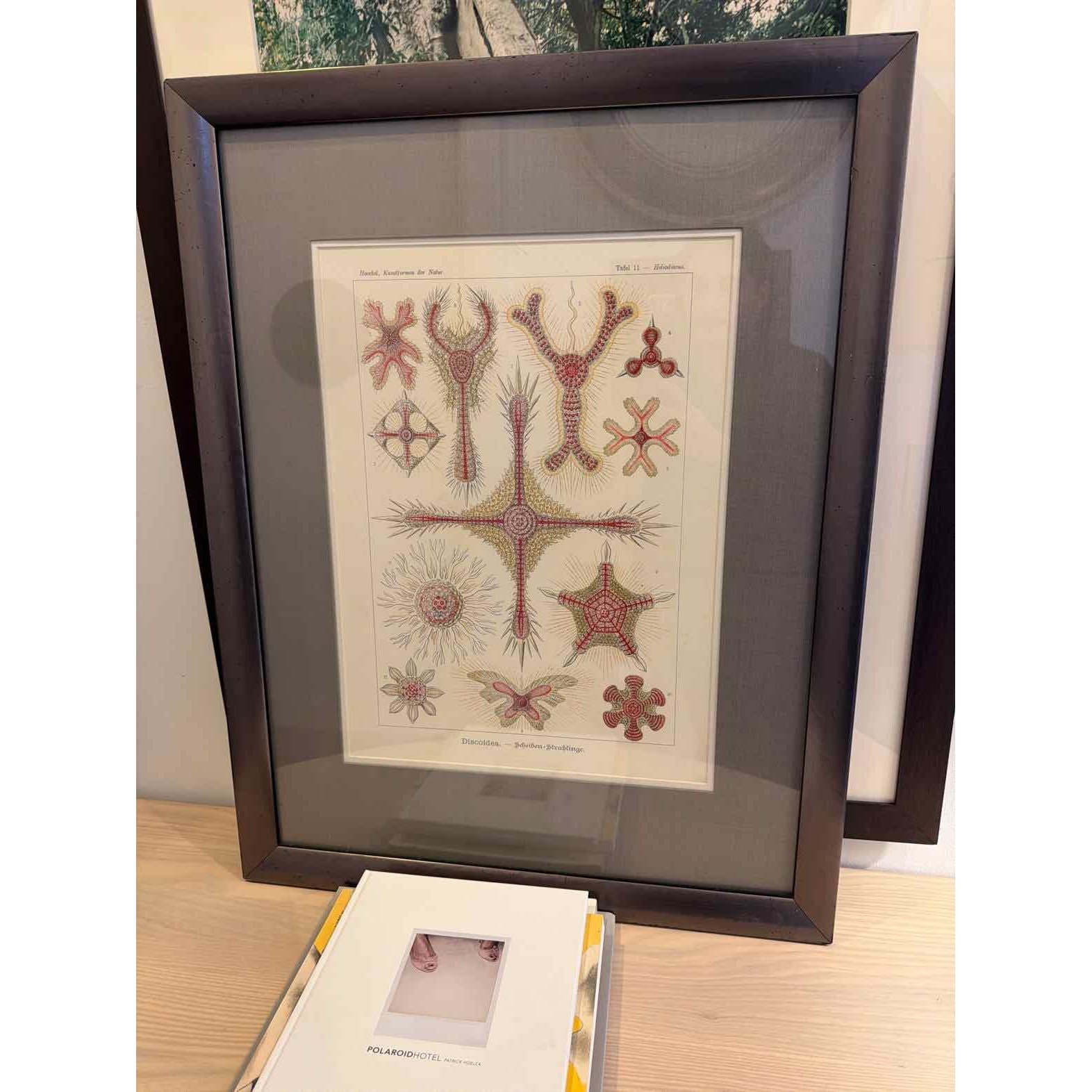 Framed Haeckel 'Discoidea' Print 24"W x 1.5"D x 30.5"H - colletteconsignment.com