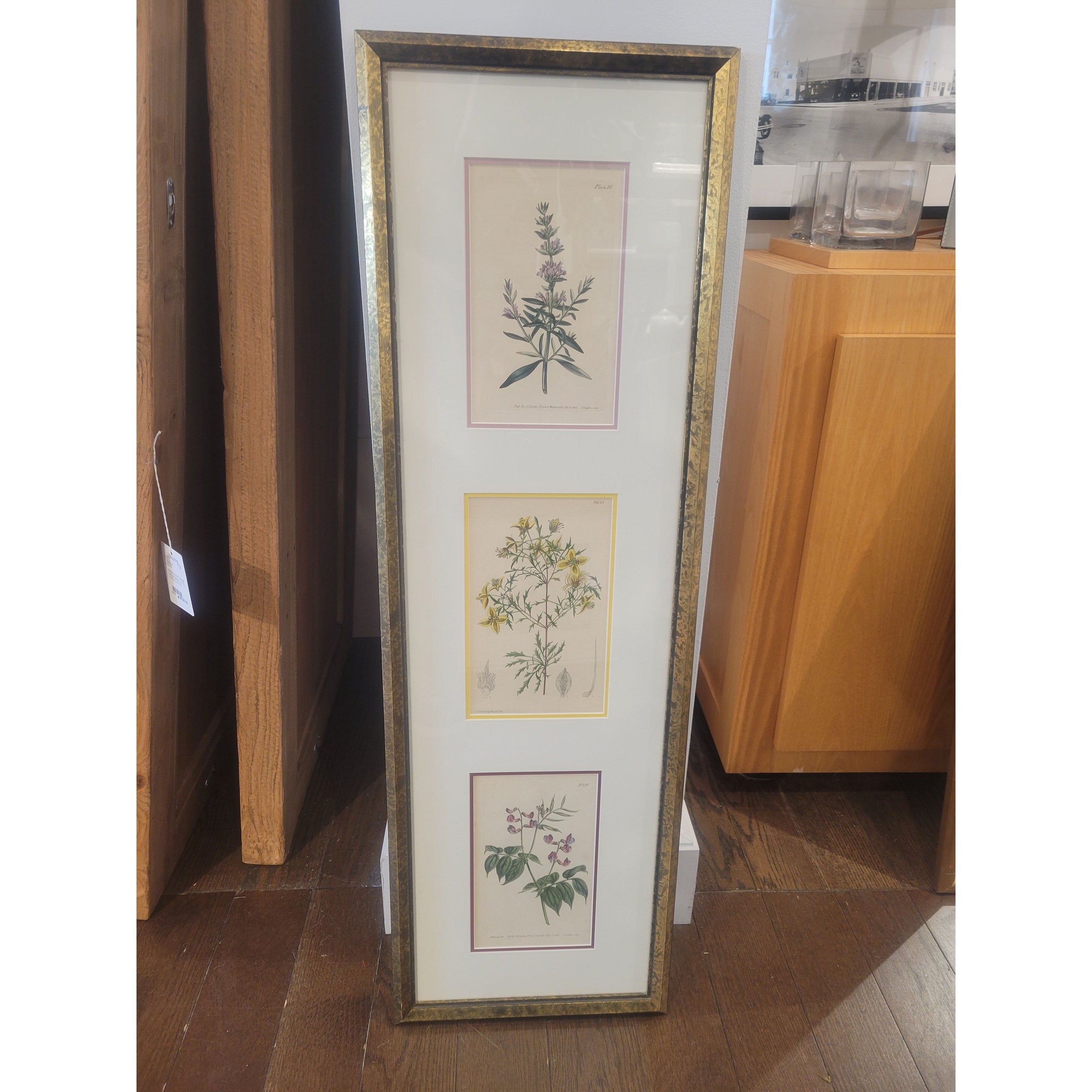 Trio of Botanical Prints by Francis Sansom in Gold Frame