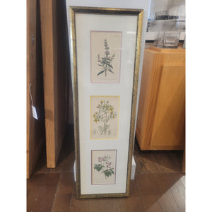 Trio of Botanical Prints by Francis Sansom in Gold Frame