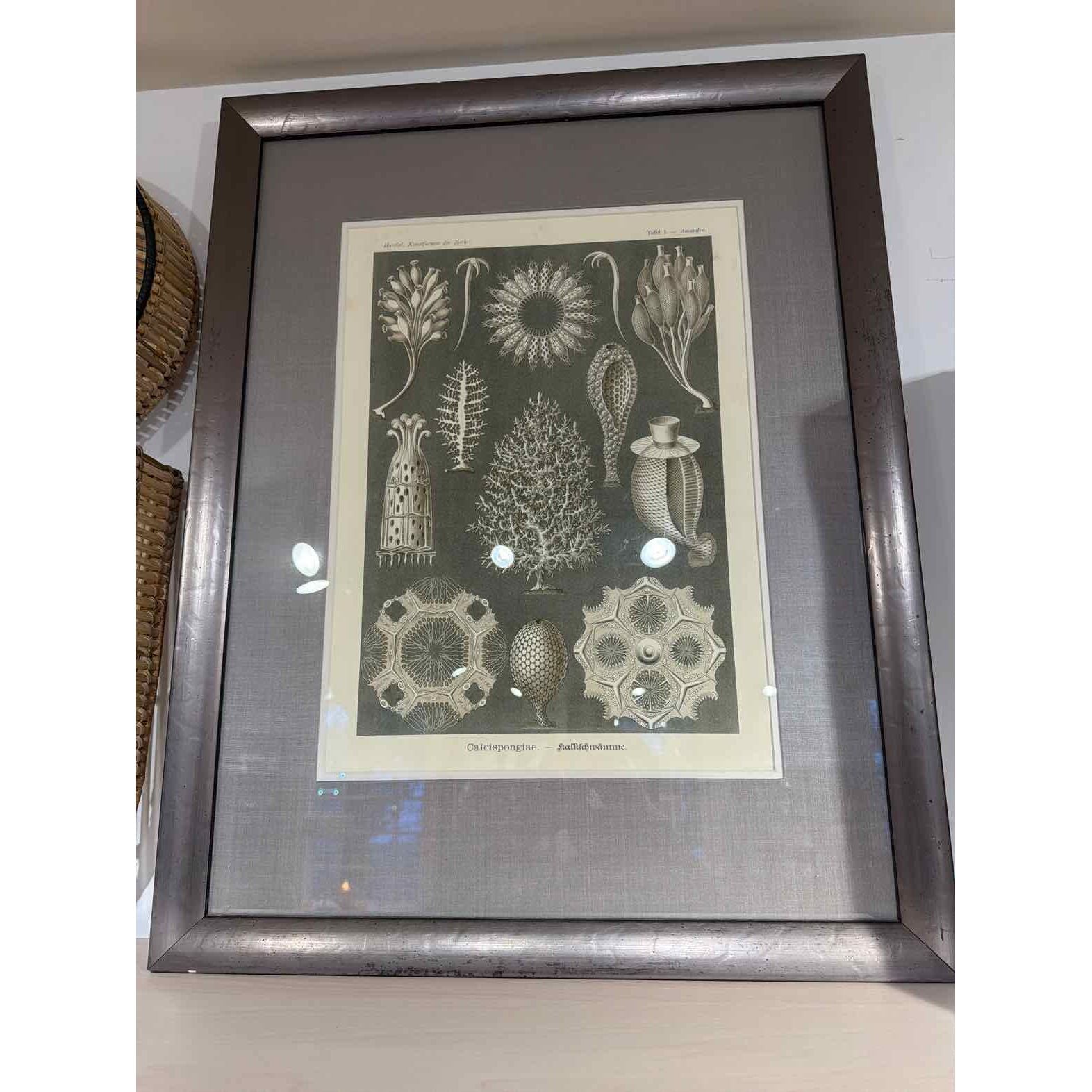 Framed Haeckel 'Calcispongiae' Print 24"W x 1.5"D x 30.5"H - colletteconsignment.com