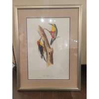 PAIR of Bird Prints by Jean Theodore Descourtilz in Silver Frames