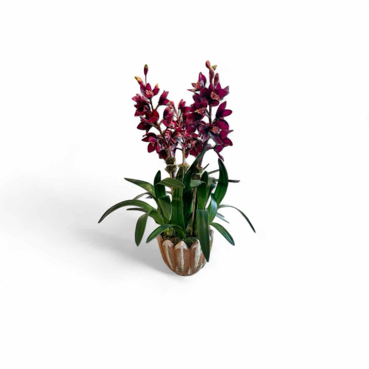 F23-CO3.MP-BU - Burgundy cymbidium orchid, 3 stems, in mossy flower pot