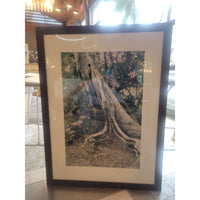 Tree Roots Photograph in Black Frame