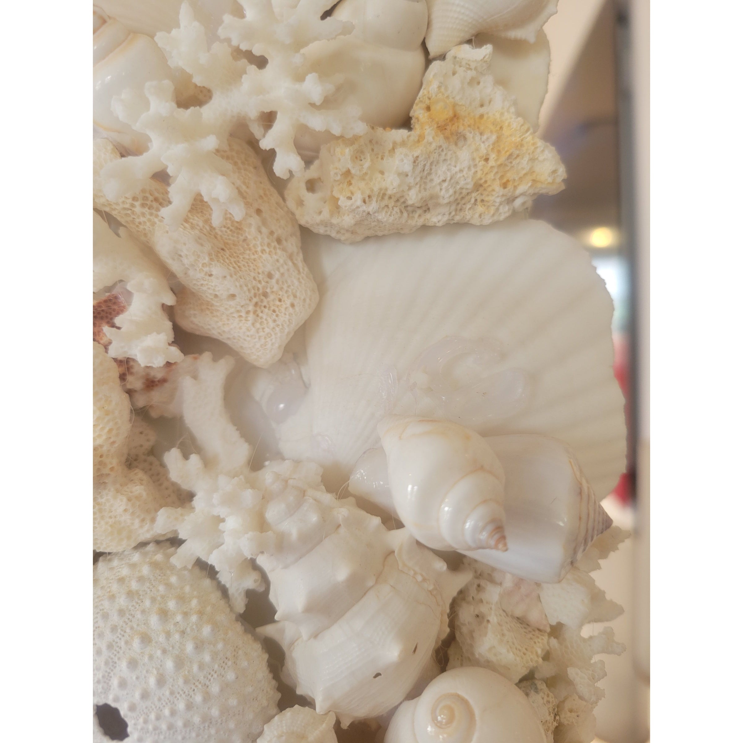 Custom 8-ft Arched Standing Mirror Lined w/ Bahamas Shells (AS IS) - colletteconsignment.com