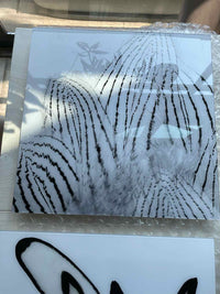 Black & White Pheasant Feathers Plexiglass Print