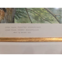 Pileated Woodpecker Print by Louis Agassiz Fuertes in Gold Frame