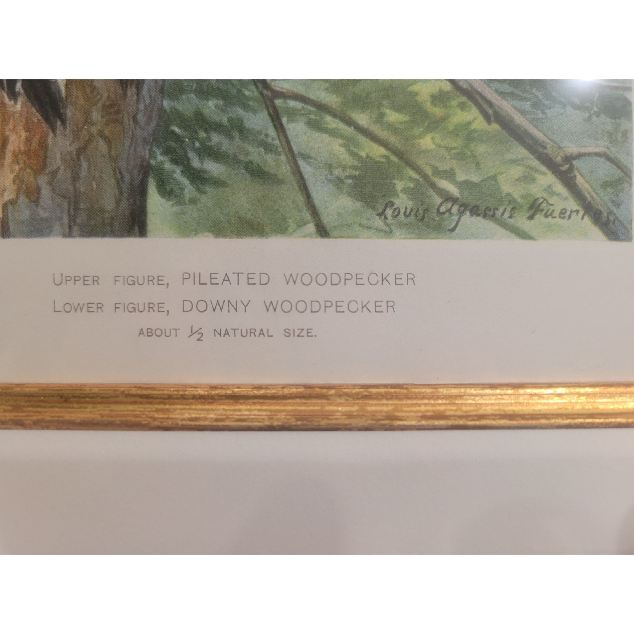Pileated Woodpecker Print by Louis Agassiz Fuertes in Gold Frame