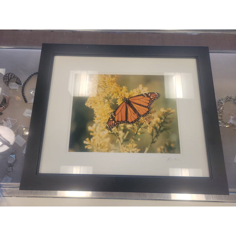 Signed Monarch Butterfly Photograph in Black Frame