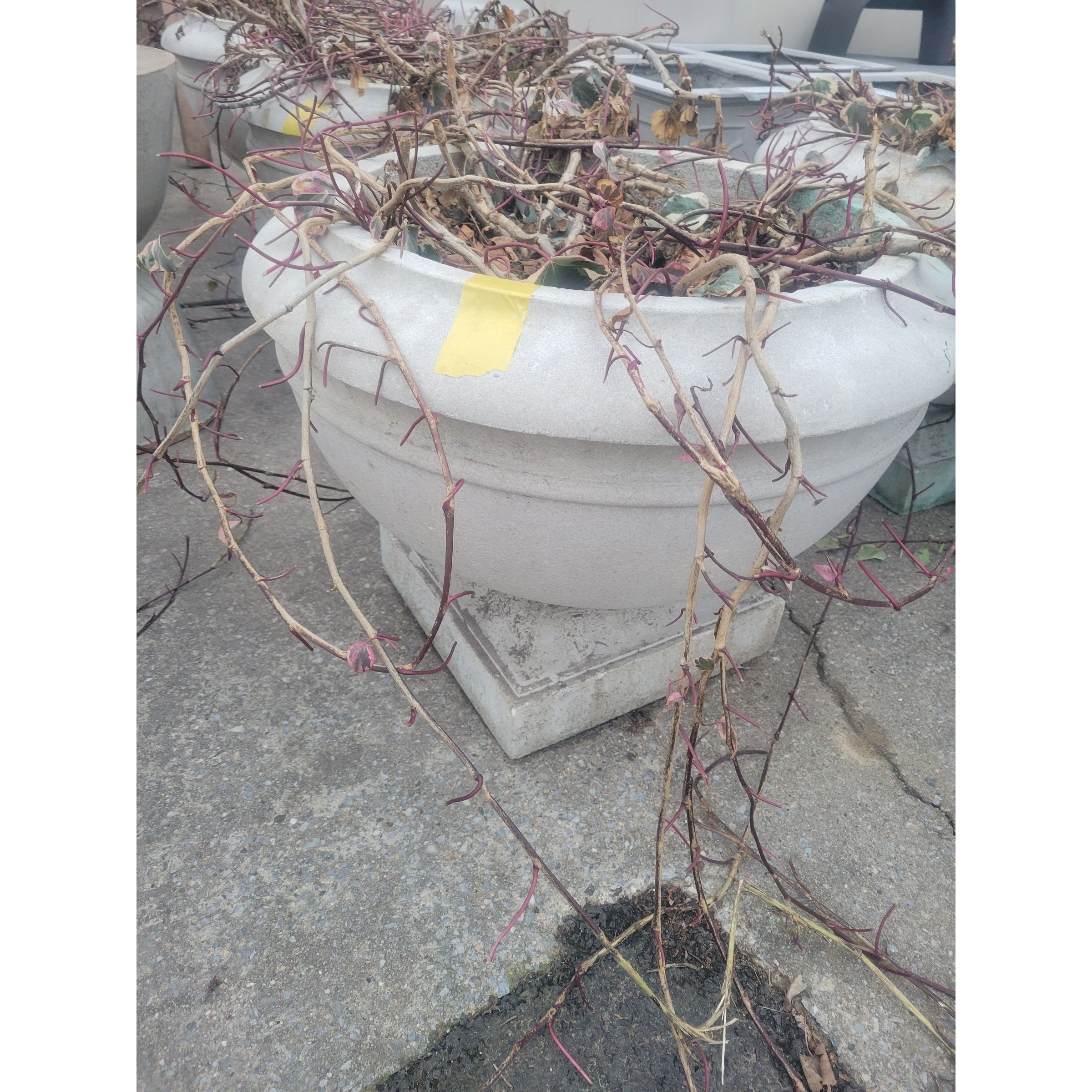 Stone Bowl Pedestal Planter - colletteconsignment.com