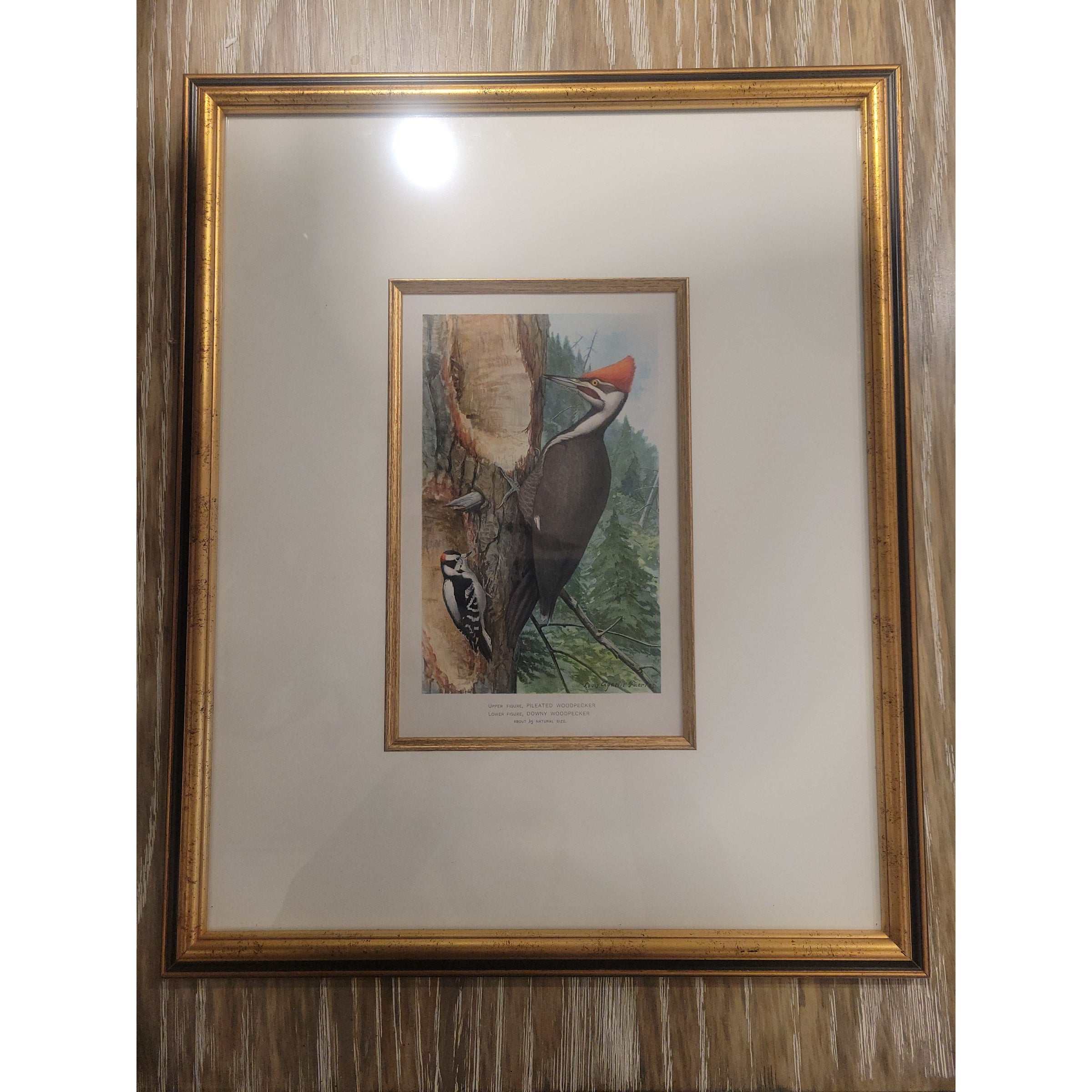 Pileated Woodpecker Print by Louis Agassiz Fuertes in Gold Frame