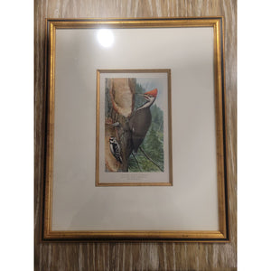 Pileated Woodpecker Print by Louis Agassiz Fuertes in Gold Frame