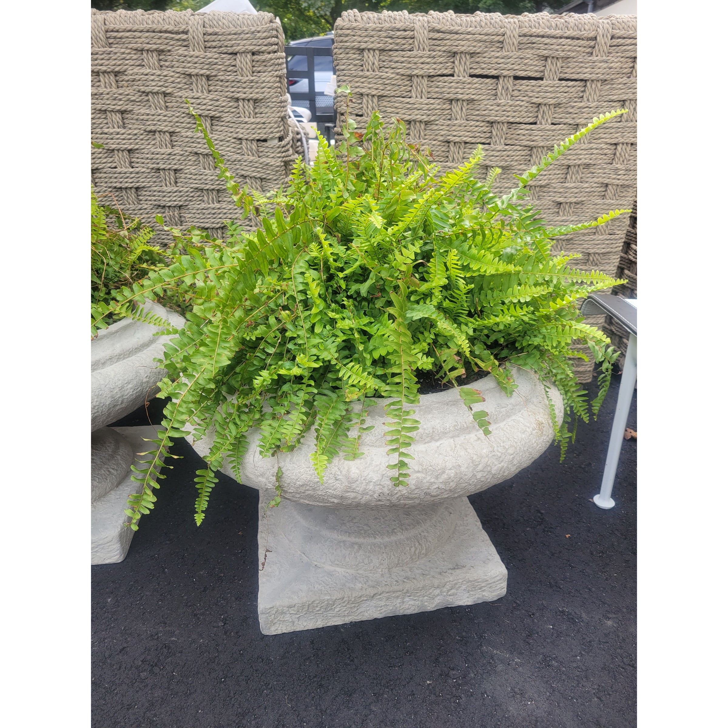 'Jacinth' Roman Style Reconstituted Stone Planter by Made Goods w/ Fern