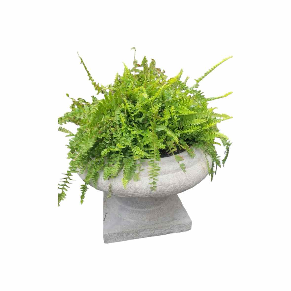 'Jacinth' Roman Style Reconstituted Stone Planter by Made Goods w/ Fern