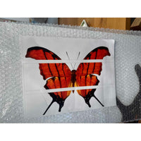 'Butterfly' Acrylic Mount Triptych - colletteconsignment.com