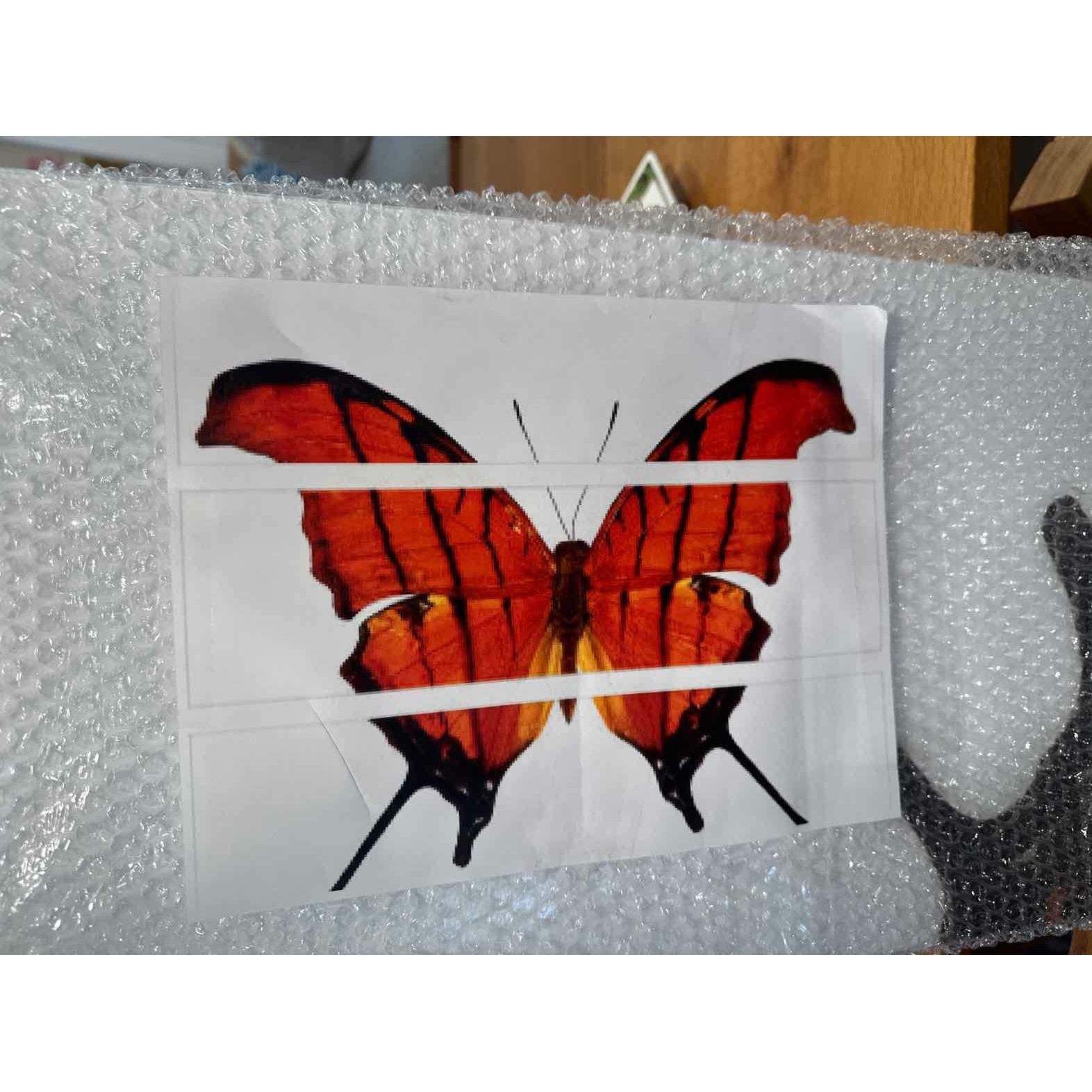 'Butterfly' Acrylic Mount Triptych - colletteconsignment.com