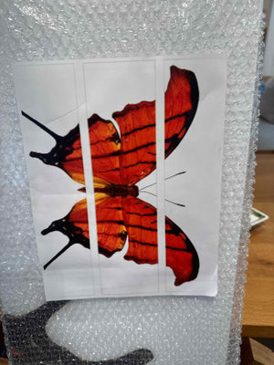 'Butterfly' Acrylic Mount Triptych