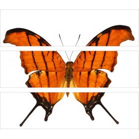 'Butterfly' Acrylic Mount Triptych - colletteconsignment.com