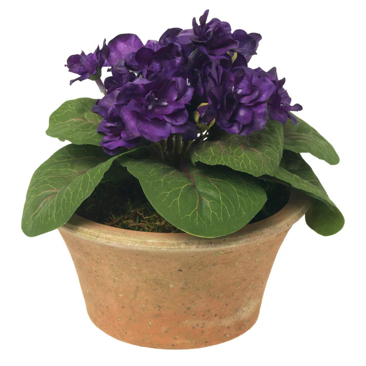 BLOOMS Fiorella