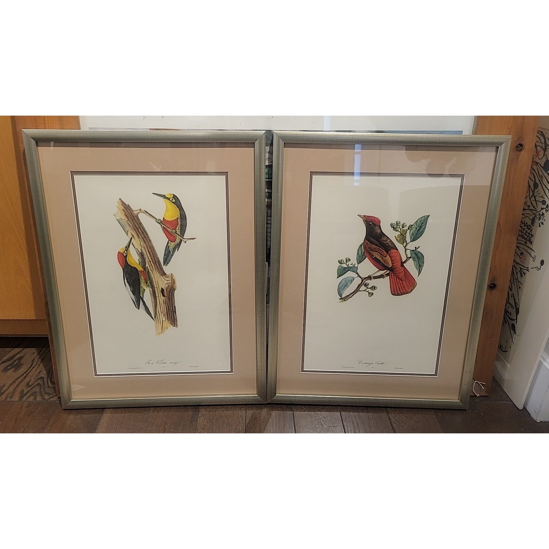PAIR of Bird Prints by Jean Theodore Descourtilz in Silver Frames
