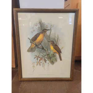 Yellow-Breasted Bowerbird Print by Daniel Giraud Elliot in Frame