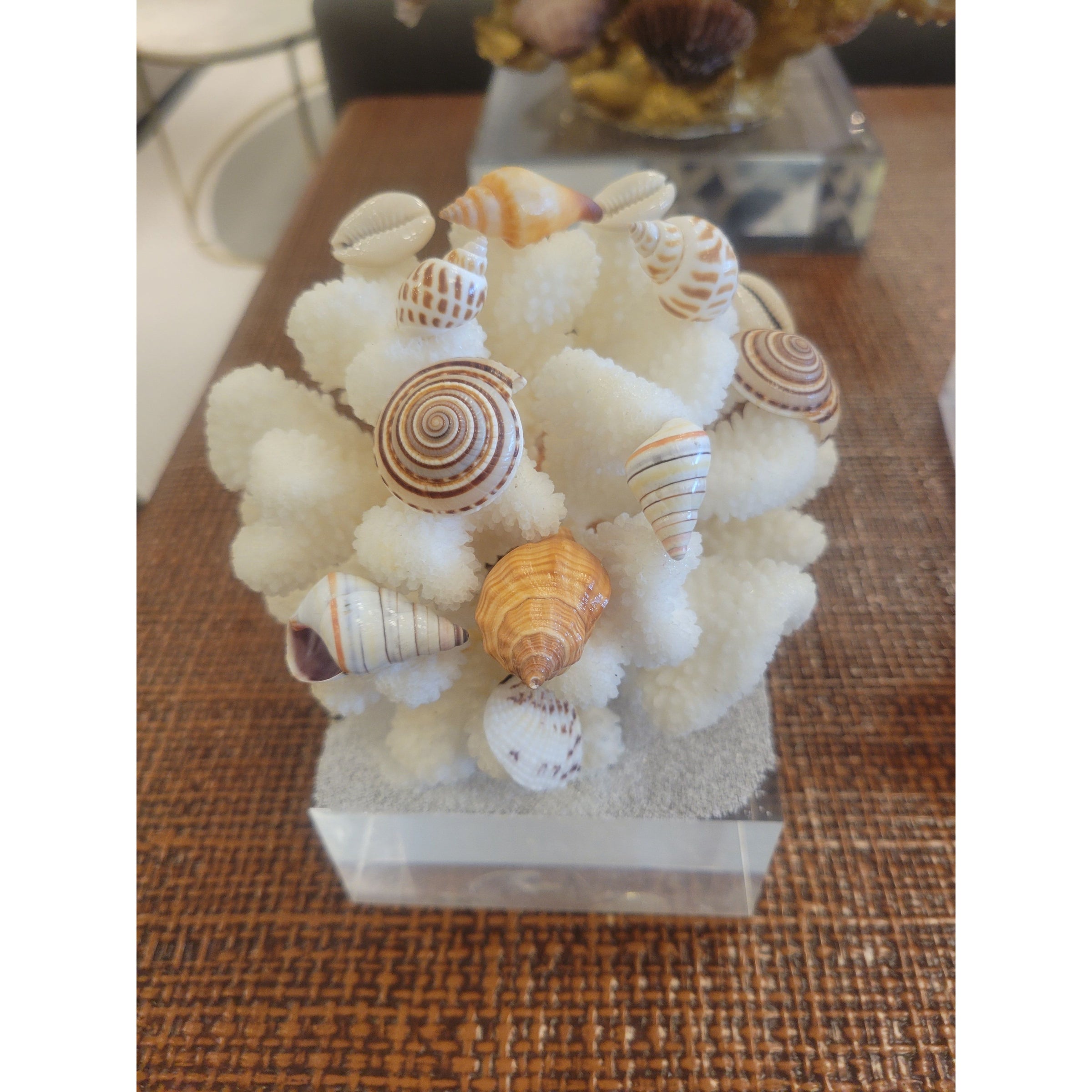 White Caribbean Shells & Coral Sculpture on Frosted Lucite Base