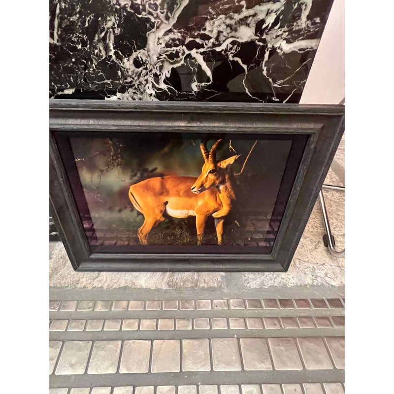 Thomas D. Mangelsen Deer Artwork