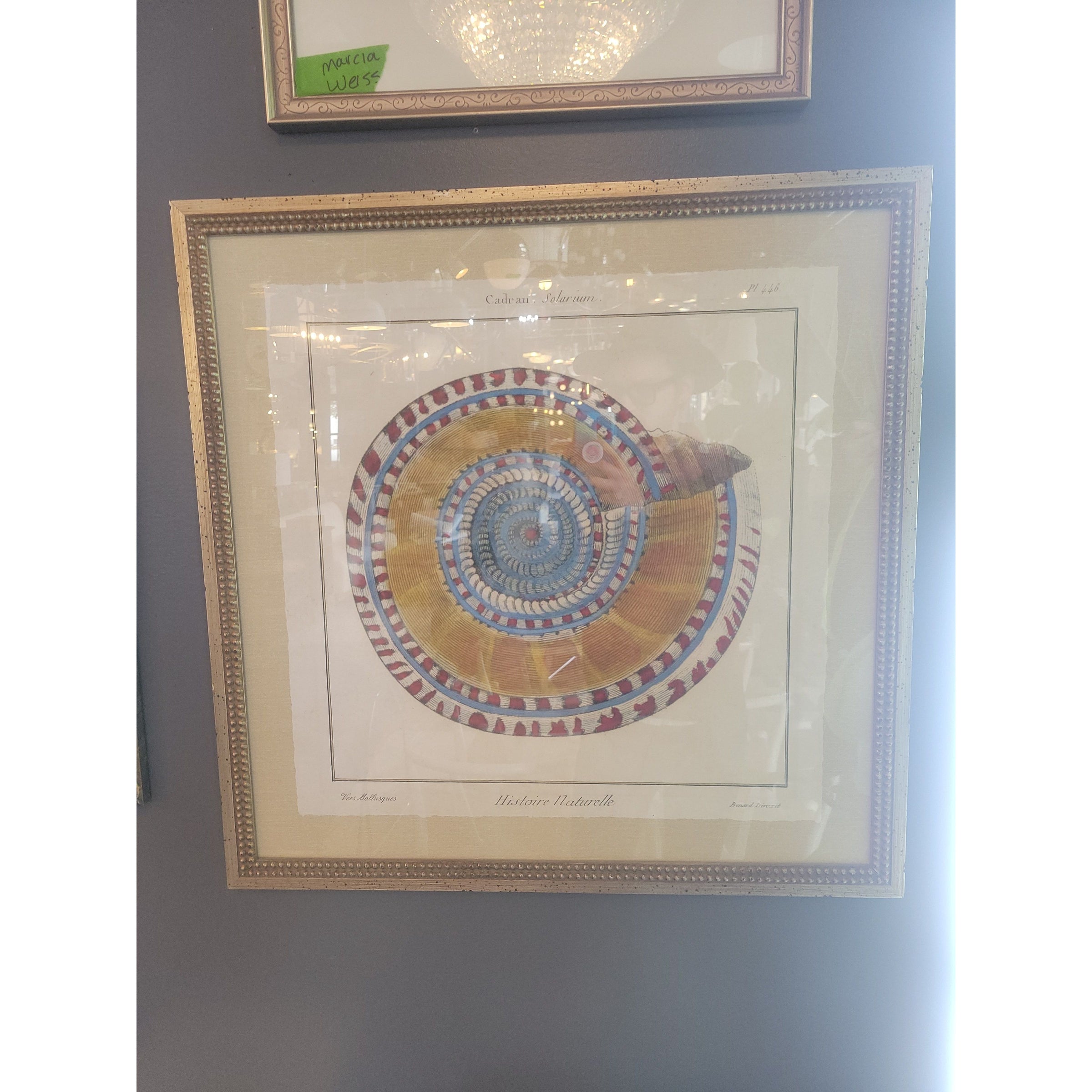 18th C. Mollusk Engraving from 'Histoire Naturelle' by Benard Direxit in Frame - colletteconsignment.com