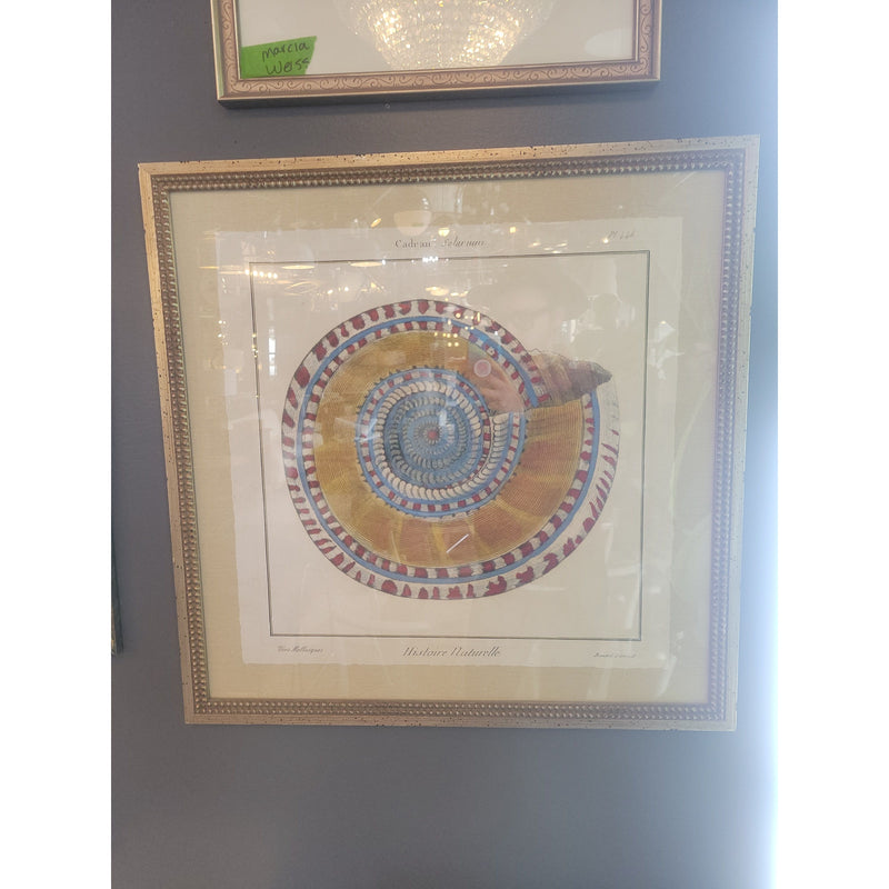 18th C. Mollusk Engraving from 'Histoire Naturelle' by Benard Direxit in Frame - colletteconsignment.com