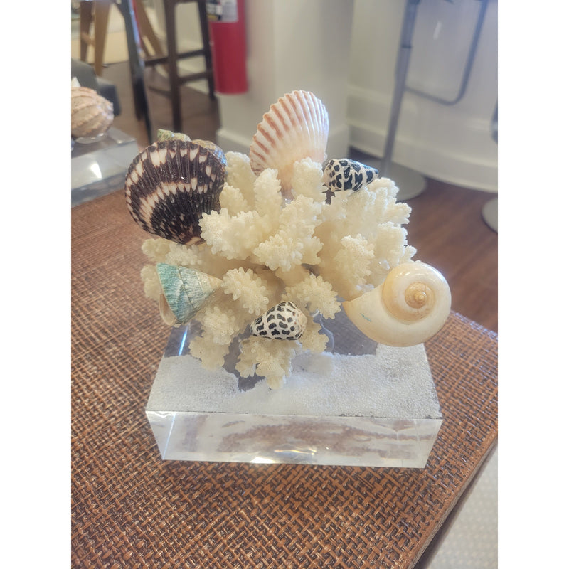 Beige Caribbean Shells & Coral Sculpture on Frosted Lucite Base