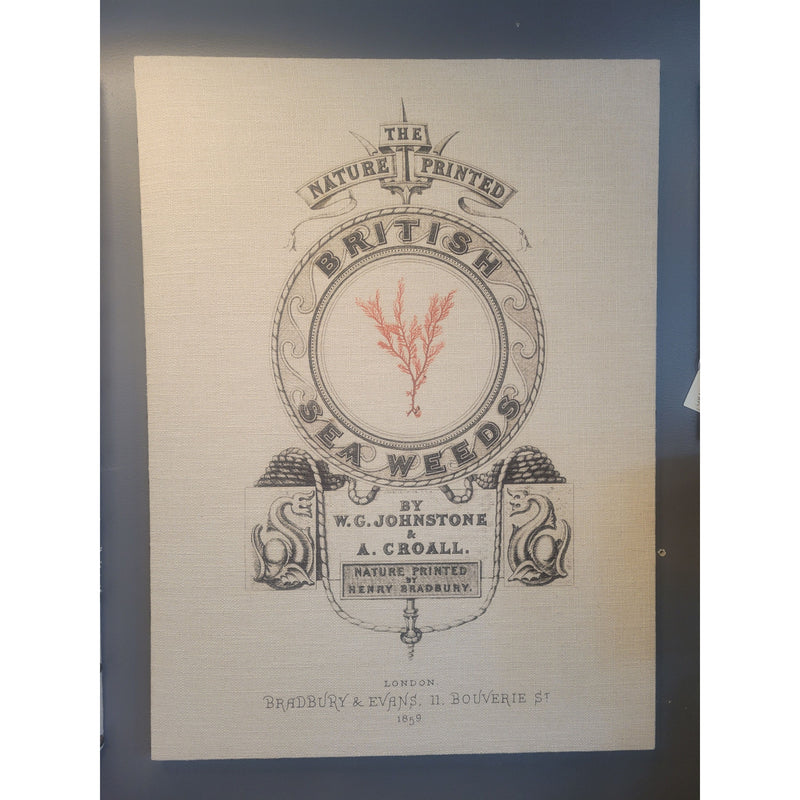 Red British Sea Weeds Print on Canvas - colletteconsignment.com